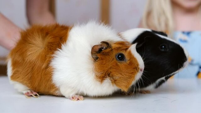Two little cute guinea pigs are favorite pets. Pet care concept.