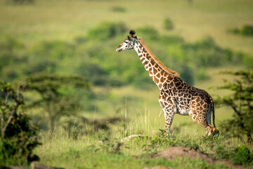 Naklejka na ściany i meble Masai giraffe stands in profile on horizon