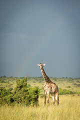 Masai giraffe stands eyeing camera under rainbow