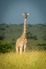 Masai giraffe stands eyeing camera in grass