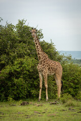 Naklejka na ściany i meble Masai giraffe stands by bushes watching camera