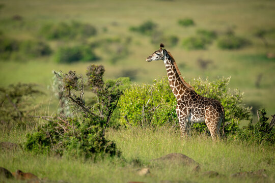 Masai giraffe stands in profile among bushes