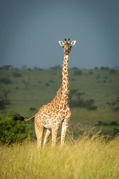 Masai giraffe stands in grass swishing tail