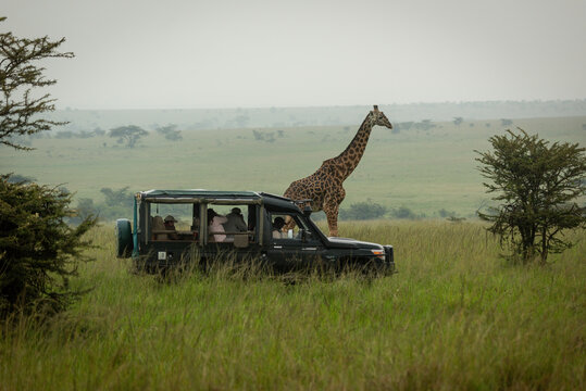 Masai giraffe stands by truck in savannah