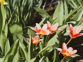 Touffe de tulipes botaniques kaufmanniana 'Fashion' à fleurs à tépales rose à rouge saumoné et...
