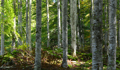 Obraz premium walking in the forest in spring