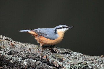 The Eurasian nuthatch or wood nuthatch (Sitta europaea) on the branch with dark background. A small European bird with an orange belly and a grey back in the woods.