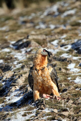 The bearded vulture also known as the lammergeier or ossifrage on a hillside with a dusting of snow in the Pyrenees