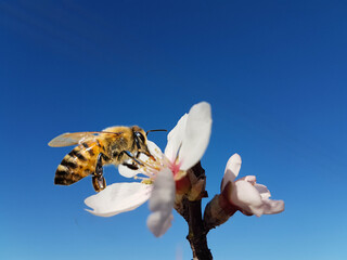 bee honey almond almods tree flower background srping isolated blue sky
