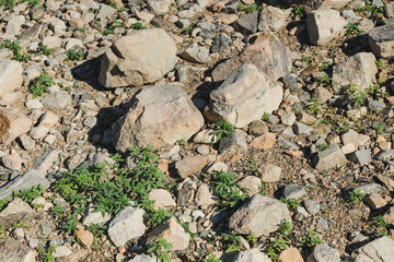 Wild cannabis on the shores of the lake.