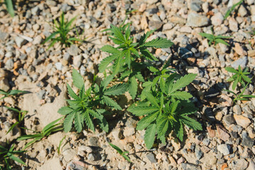 Wild cannabis on the shores of the lake.