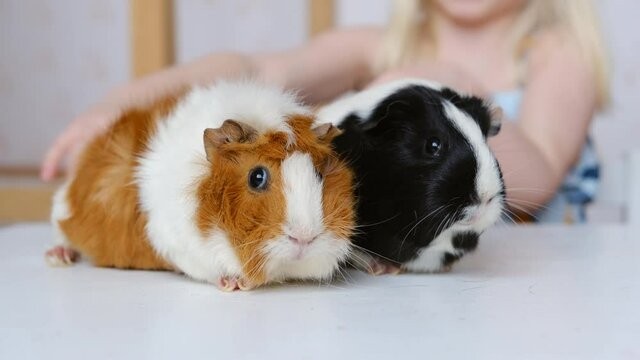 Two little cute guinea pigs are favorite pets. Pet care concept.