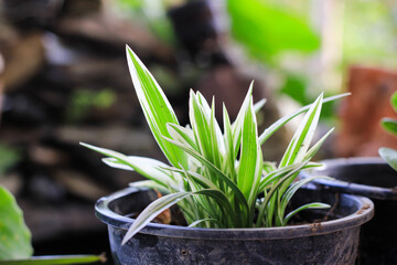 Striped Dracaena Plant. natural green background