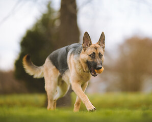 German Shepherd Running