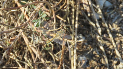 Orthetrum coerulescens