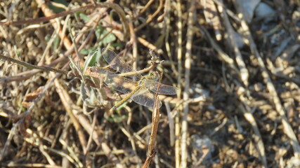 Orthetrum coerulescens