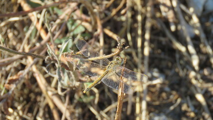 Orthetrum coerulescens