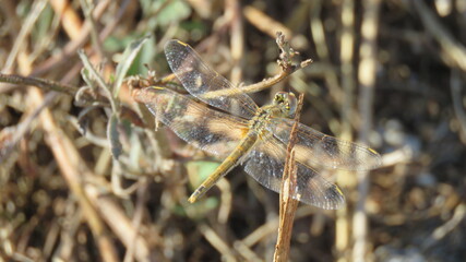 Orthetrum coerulescens
