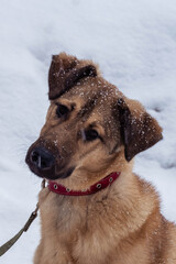 stray dog in a collar on the street