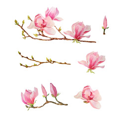 A set of sprigs of blooming magnolia. Watercolour branches, pink flowers and exquisite magnolia buds are hand-painted, isolated on a white background.