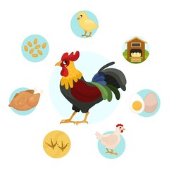 Vector illustration of farm animals. Cute cartoon cock. Set of icons. Benefits of farm animals
