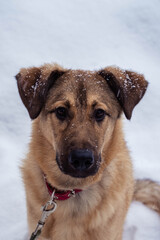stray dog in a collar on the street