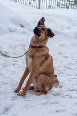 stray dog in a collar on the street