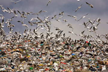 Mixed flock of Gulls at a rubbish tip near Oulo, Finland. - Powered by Adobe