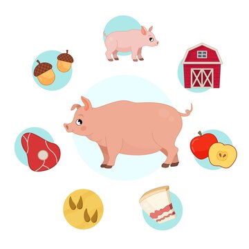 Vector illustration of farm animals. Cute cartoon pig. Set of icons. Benefits of farm animals
