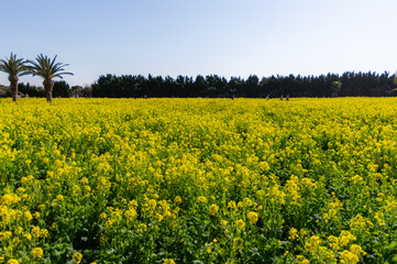 Obraz premium 菜の花畑