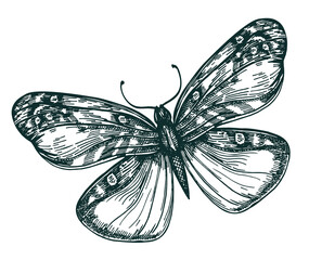 Butterfly with open wings top view, the symmetrical drawing, graphics sketch vector black and white drawing. Butterfly sketch. Flying insects.