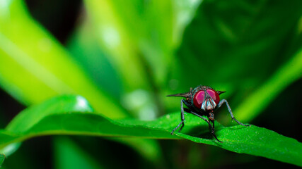 Macro of a House sly sitting on a Green Leaf