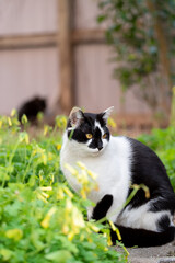 見つめる猫　白黒猫