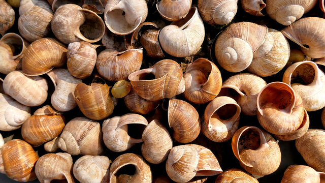 heap of Burgundy snail shells