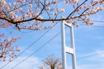 来島海峡大橋と桜　愛媛県今治市糸山公園　2021年3月27日