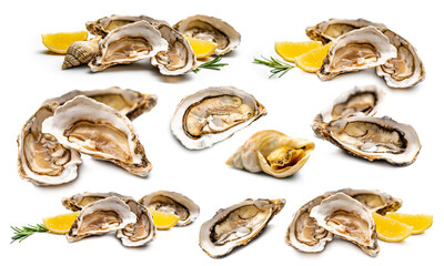 Oysters isolated on white background