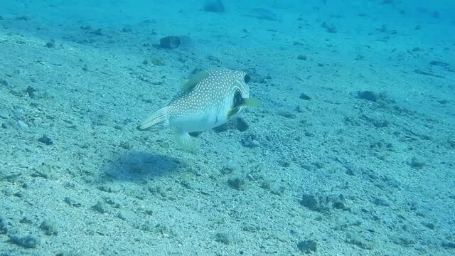 white spotted puffer fish at the seabed while diving