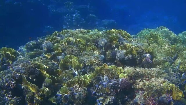 wonderful corals and reflection from the sun while diving