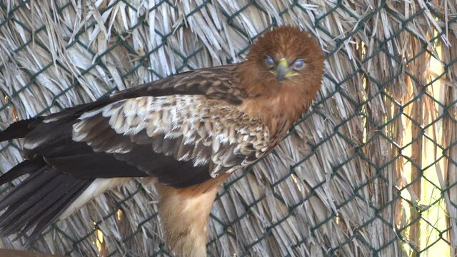 A greater spotted eagle (Clanga clanga) light phase in conservation area looking around on pole.