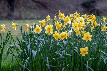 Narcissus Fortune blossoms in spring