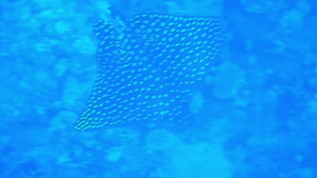 wonderful spotted eagle ray in the blue water while diving