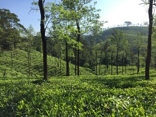 Tea Estate India