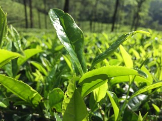 Obraz premium Tea Leaves | Green Estate