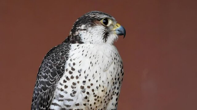 "Saker (Saqr) falcon (Falco cherrug) hybrid mix head shot very close up. Falconry or keeping falcons and racing them in the middle east.	"