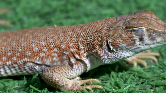 Close up macro of reptile body sunbathing a Saudi fringe-fingered lizard (Acanthodactylus gongrorhynchatus) of whole body.