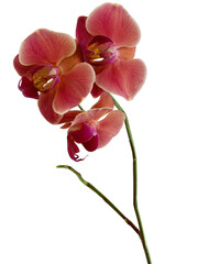 Fototapeta na wymiar pretty multicolor flowers of orchid Phalaenopsis close up