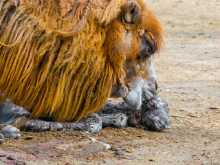 Birth of a camel