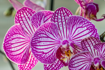 purple orchid leaves