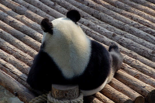 China's National Treasure Giant Panda
