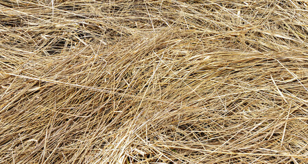 Natural dried grass in the spring up close